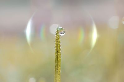 Drop on the grass in rainy season in springtime