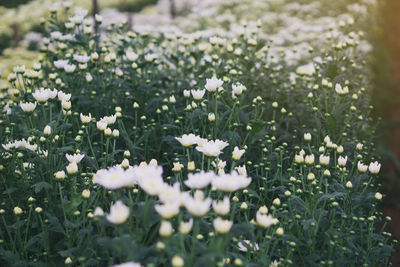 Close-up of white flowering plants on field