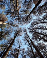 Low angle view of pine trees in forest