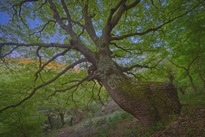 Low angle view of trees in forest