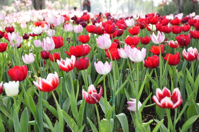 Close-up of red tulips in field