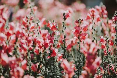 Close-up of pink flowering plants