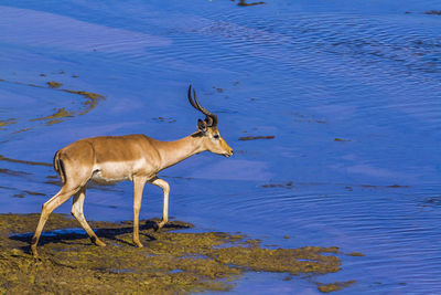 High angle view of impala standing at lakeshore