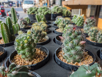 Potted plants in greenhouse