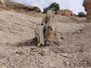 Close-up of animal skull