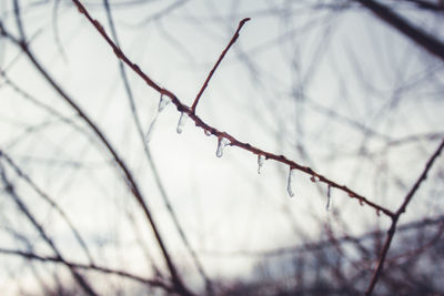 Close-up of bare branches against sky