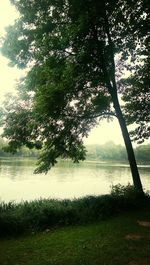 Reflection of trees in lake