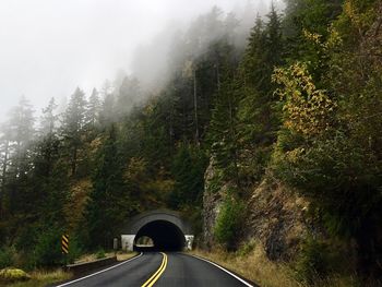 Car on road amidst trees