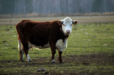 Cow standing in a field