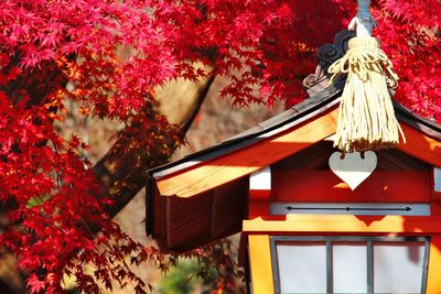 Low angle view of autumn tree