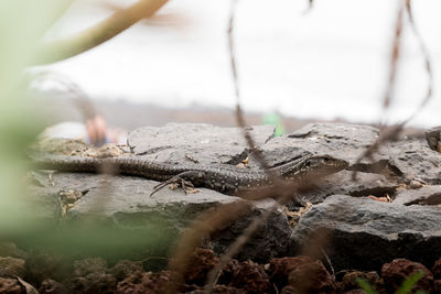 Close-up of lizard on rock
