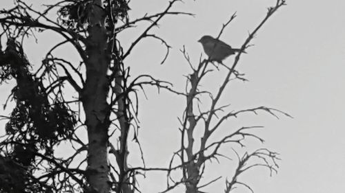 Low angle view of bird perching on bare tree against clear sky