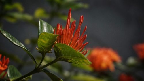 Close-up of red flowering plant