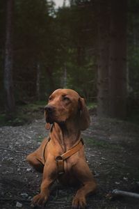 Dog looking away while sitting in forest