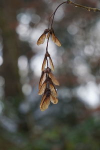 Close-up of wilted plant