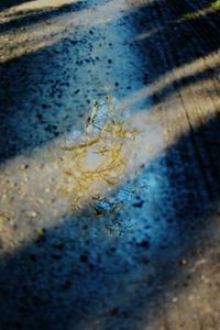 Reflection of trees in puddle