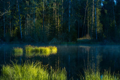 Beautiful green grass growing in the flooded wetlands during spring. grass reflections.