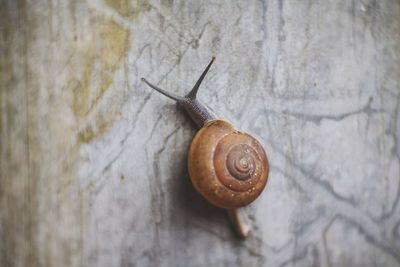 Close-up of snail