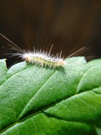 Close-up of insect on plant