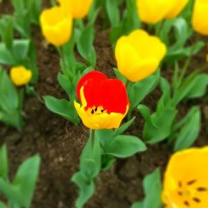 Close-up of yellow flower blooming in field