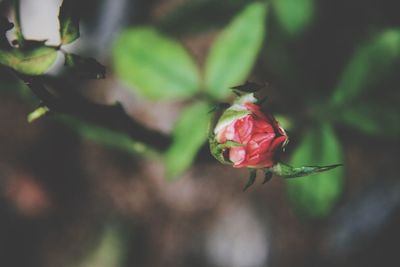 Close-up of red rose blooming outdoors