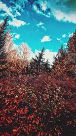 Low angle view of trees against sky during autumn