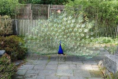 Close-up of peacock