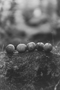 Close-up of berries