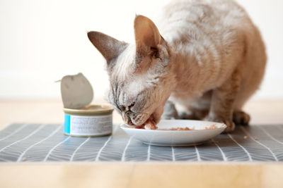 Close-up of cat sitting on table