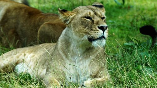 View of cat on field