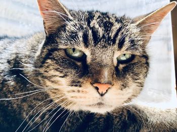 Close-up portrait of a cat