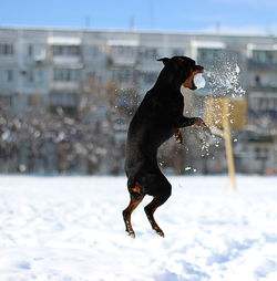 Dog jumping on snow