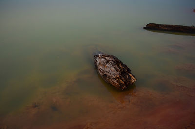 High angle view of rock on sea shore