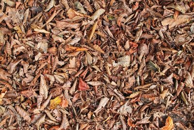 Full frame shot of dry leaves