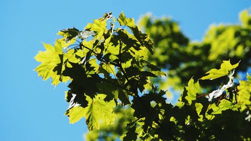 Close-up of leaves against blue sky