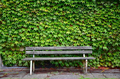 Empty bench against wall covered with ivy plants