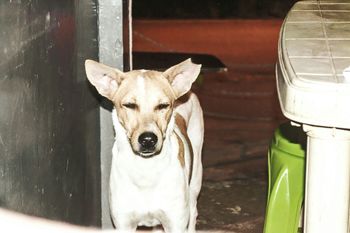 High angle view of stray dog by table