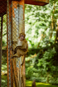 Monkey sitting on tree