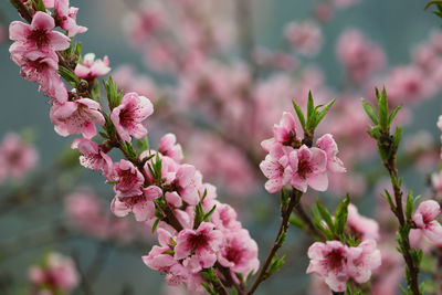 Close-up of pink flowers blooming on tree