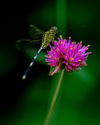 Close-up of butterfly pollinating on purple flower