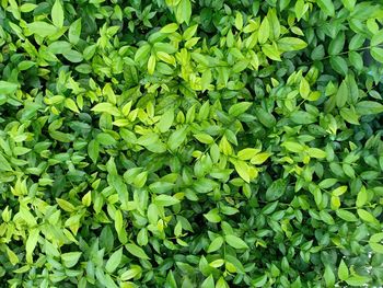 Full frame shot of green leaves