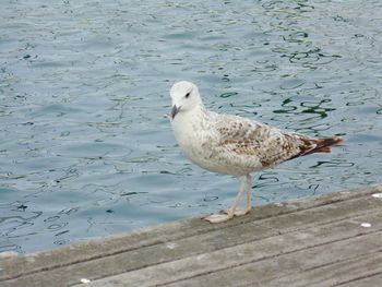 High angle view of seagull perching on wood