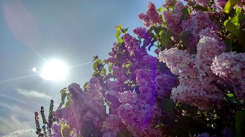 Low angle view of blooming tree against sky