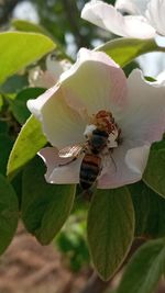 Close-up of bee pollinating on fresh white flower