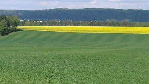 Scenic view of field against sky