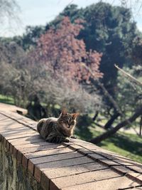 Cat sitting on a wall 
