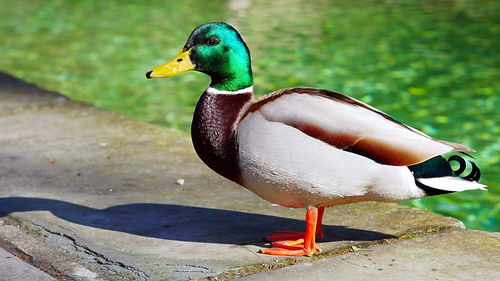 Close-up of a bird