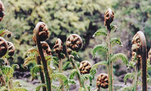 Close-up of succulent plants growing on field