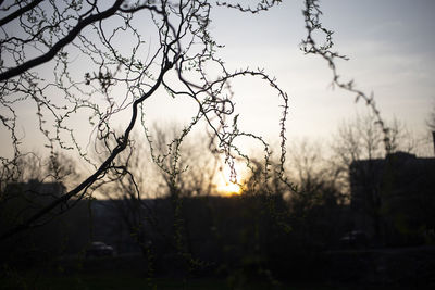 Close-up of silhouette tree against sky during sunset