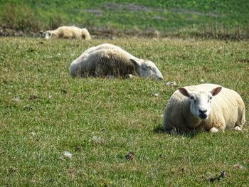 Sheep grazing in a field